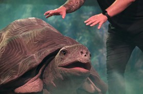 Amazing Animals 10
